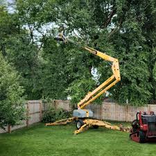 How Our Tree Care Process Works  in  Isle Of Palms, SC