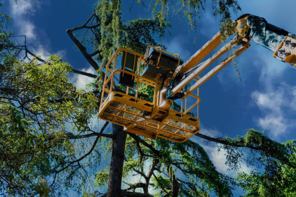 Best Tree Risk Assessment  in Isle Of Palms, SC