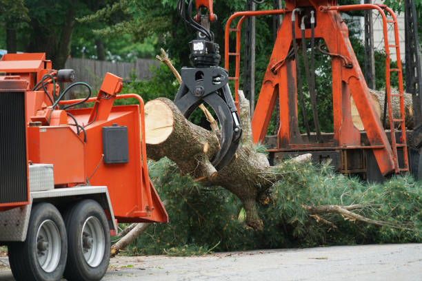 Best Arborist Consultation Services  in Isle Of Palms, SC
