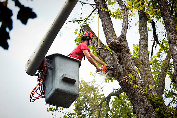 Best Commercial Tree Services  in Isle Of Palms, SC